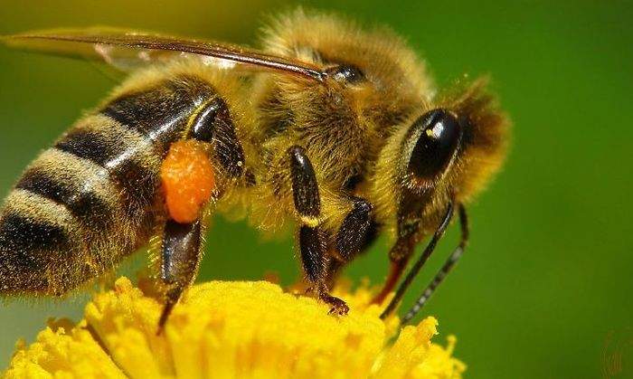abeja.jpg