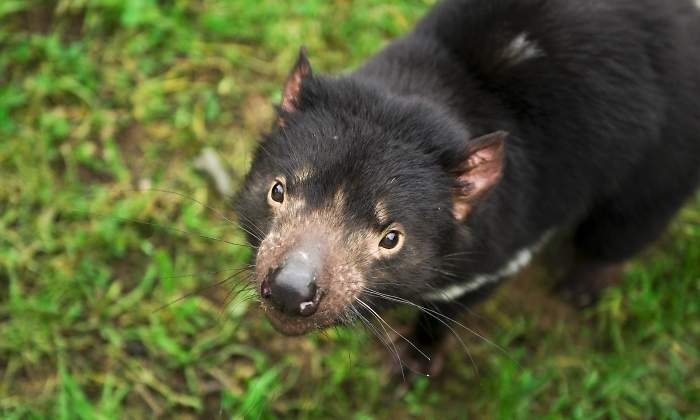 demonio-tasmania-dreamstime.jpg