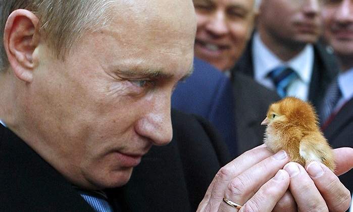 putin-pollo-ruso.jpg