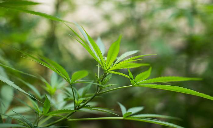 marihuana-planta-dreamstime.jpg