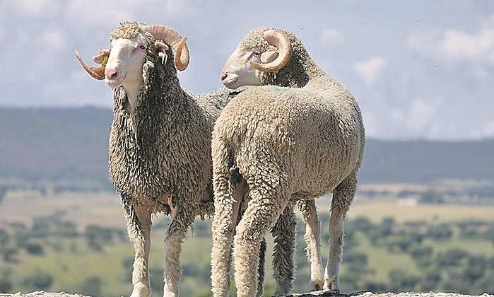lana-merino-1.jpg