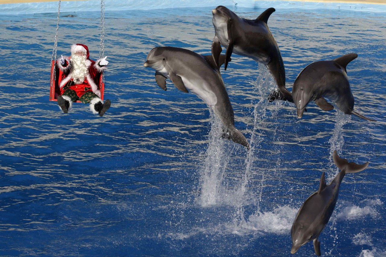 Delfines curiosos