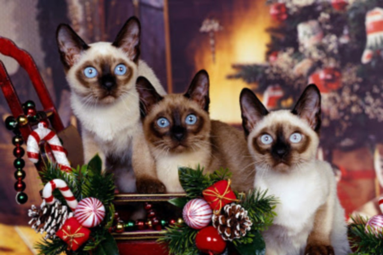 Gatitos navideños