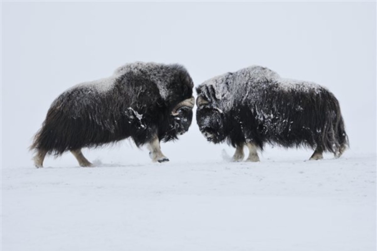 Nieve,frente a frente.