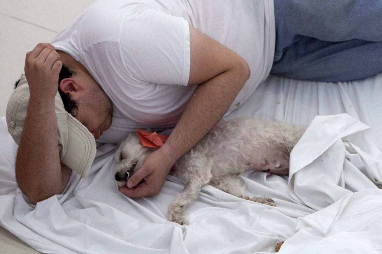 Dos compañeros de siesta