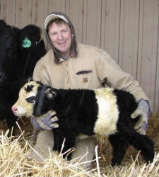 Vaca-panda.jpg