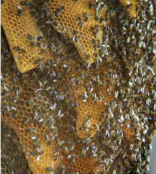 abejas.jpg