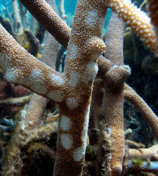 Corales.