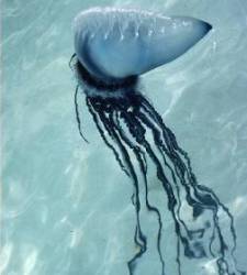 medusa_carabela.jpg