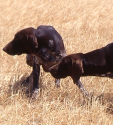 perros.jpg