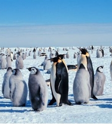 pinguinos-.jpg