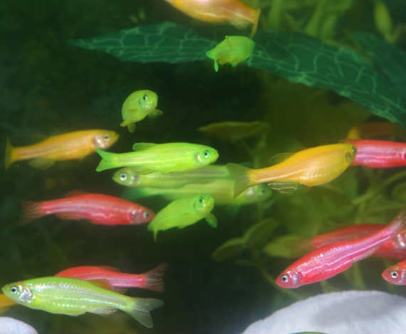 Glofish