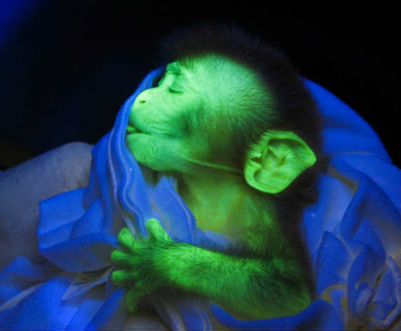 ANDI, el mono fluorescente