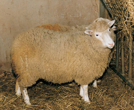 Oveja Dolly
