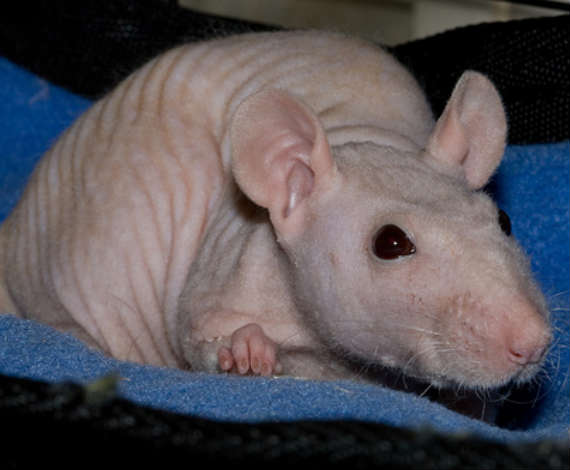 Rata sin pelo