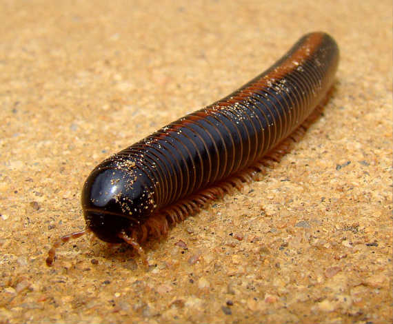 Archispirostreptus gigas (Wikipedia)