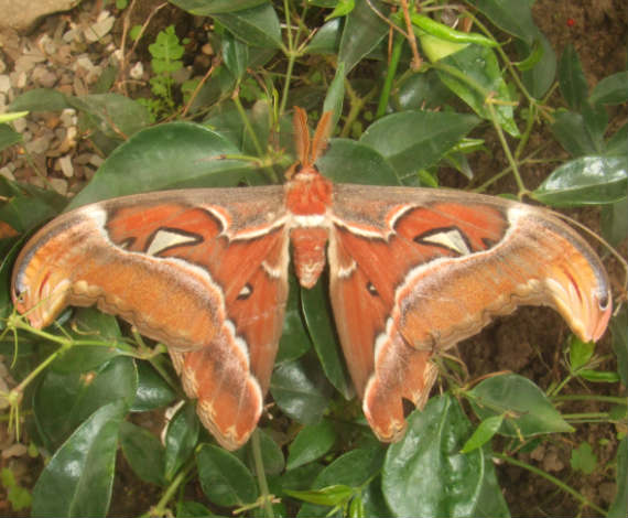 Attacus atlas (Wikipedia)