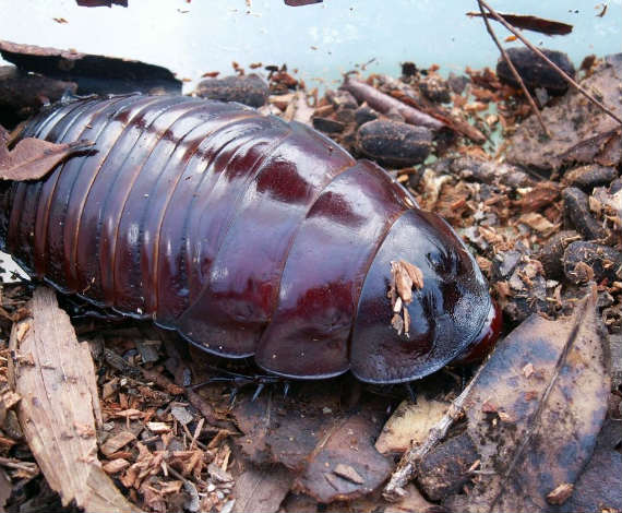Macropanesthia rhinoceros (Wikipedia)