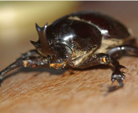 Megasoma actaeon (Wikipedia)