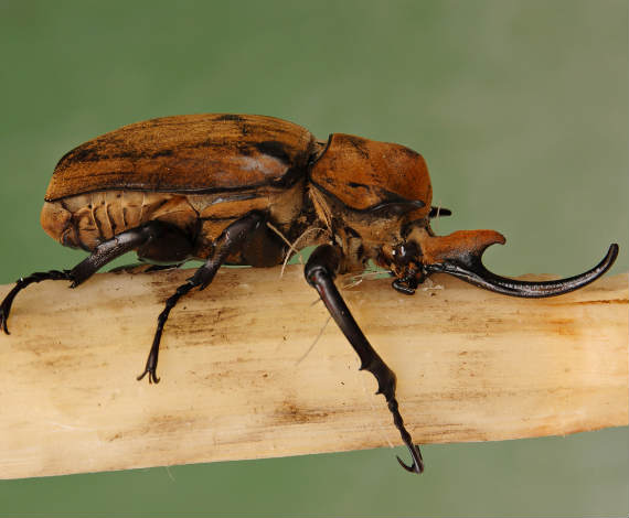 Megasoma elephas (Wikipedia)