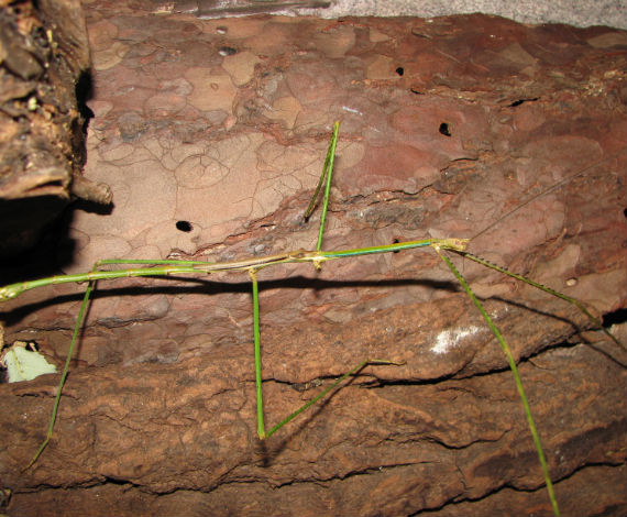 Phobaeticus serratipes (Wikipedia)