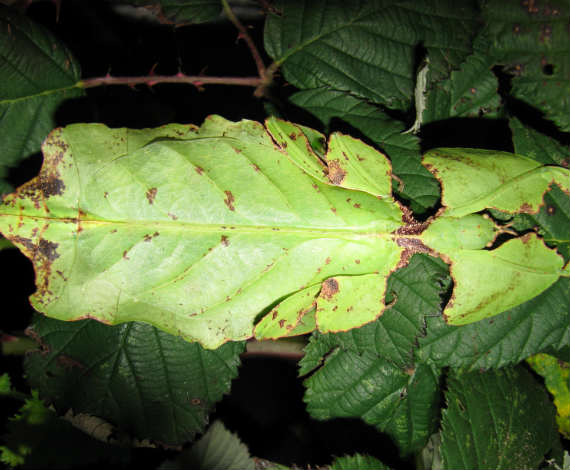 Phyllium giganteum (Wikipedia)