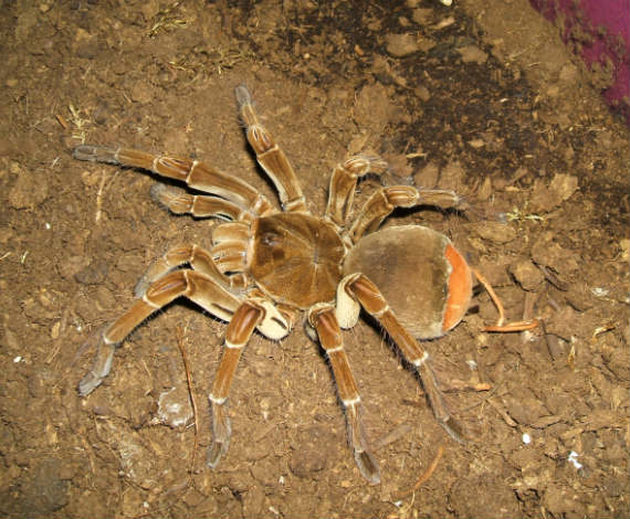 Theraphosa blondi (Wikipedia)