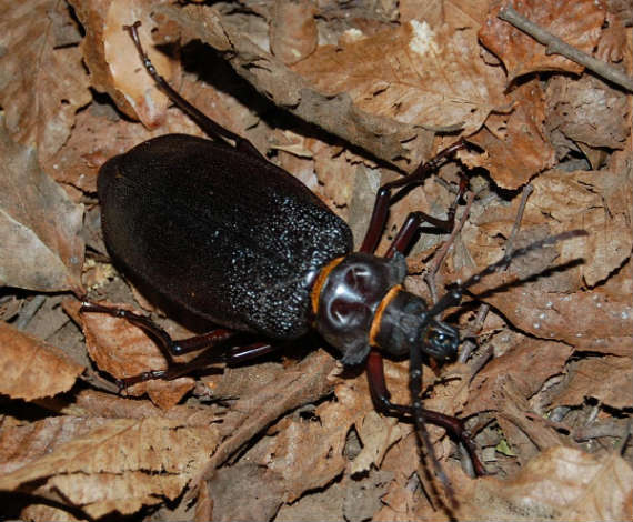 Titanus giganteus (Wikipedia)