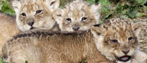leones_reuters.jpg