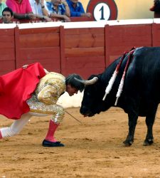 toros.jpg