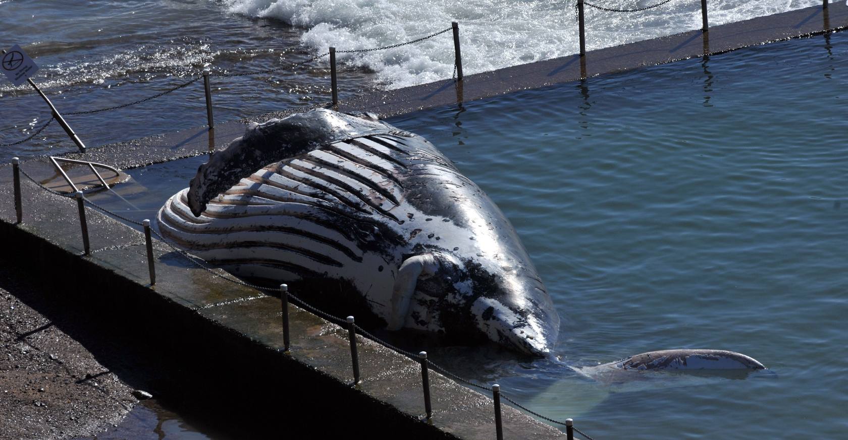 Muere en Sydney