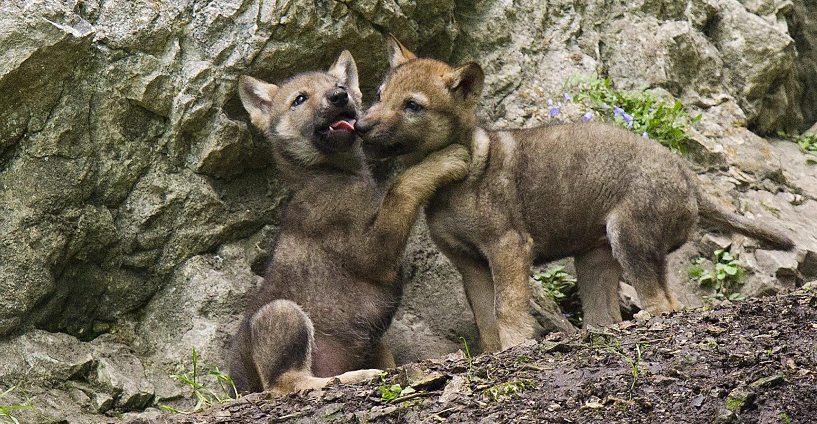 Fauna suiza