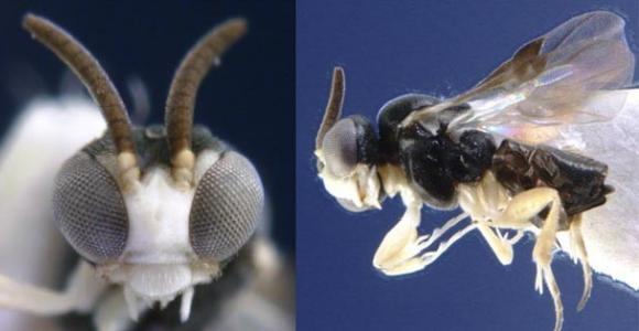 La avispa parásita