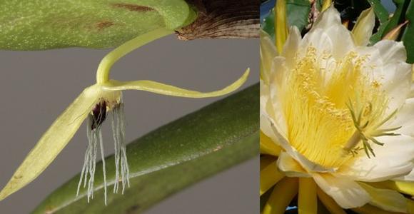 La orquídea que florece de noche