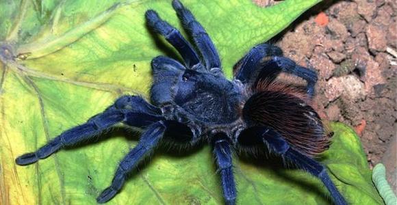 El tarántula azul