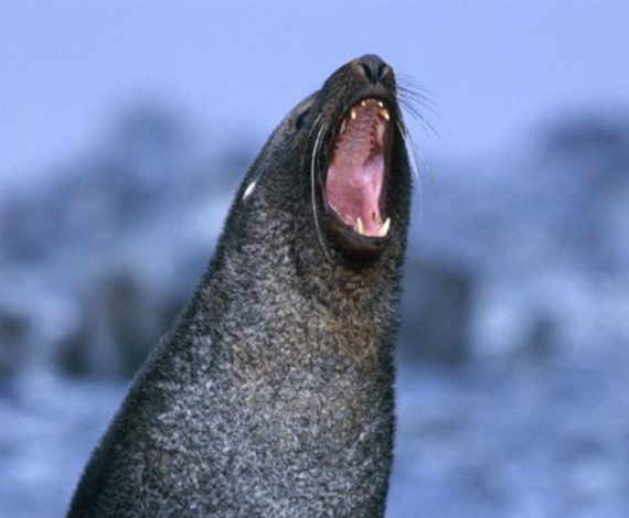 Foca