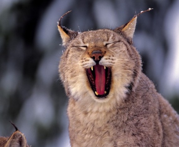 Lince