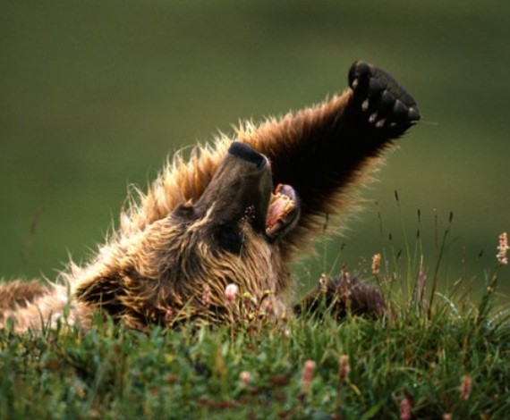 Oso pardo