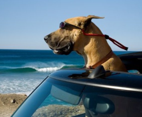 Marmaduke