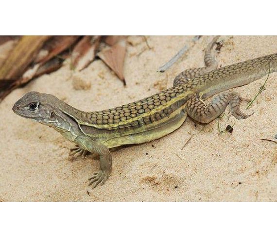 Lagarto Leiolepis Ngovantrii