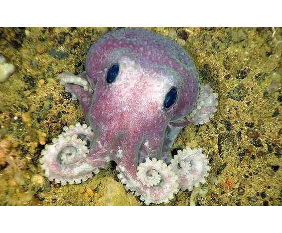 Pulpo morado