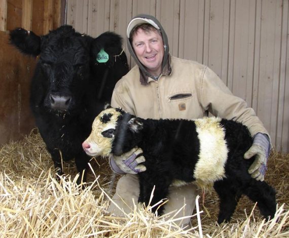 Vaca - Panda