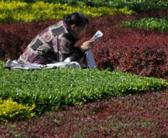 Lectura entre flores