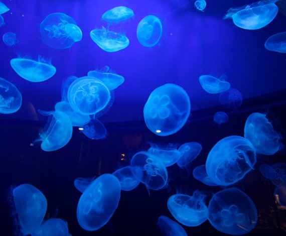 Aquario de Mónaco