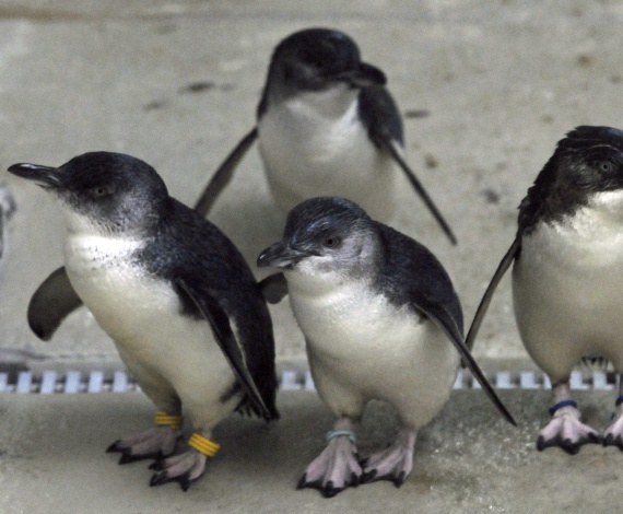 Nuevos habitantes en el zoo