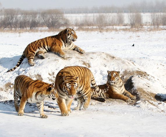Tigre de Siberia