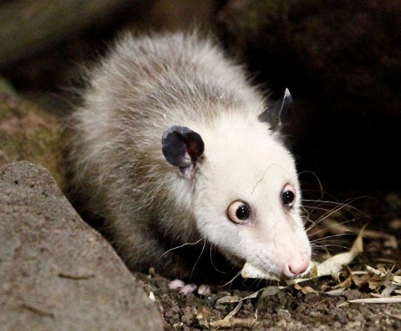 Animal de zoo