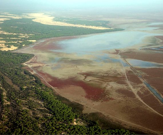 Doñana