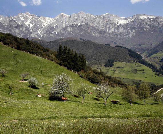Picos de Europa