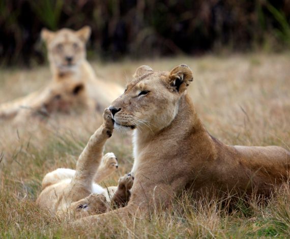 Leones tumbados